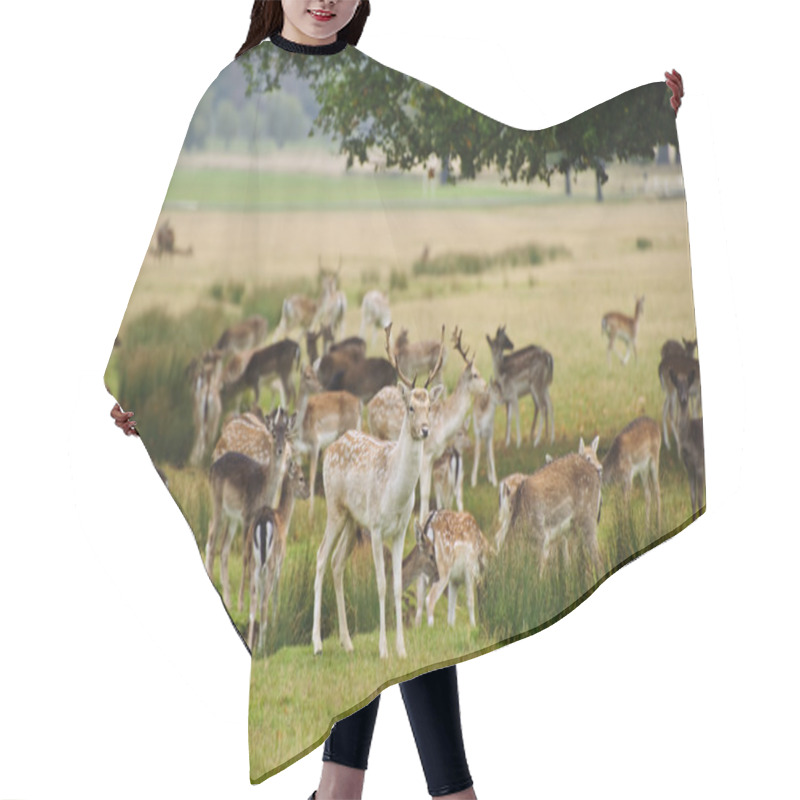 Personality  Herd Of Fallow Deer Around Watering Pond In Autumn Fall Meadow Hair Cutting Cape