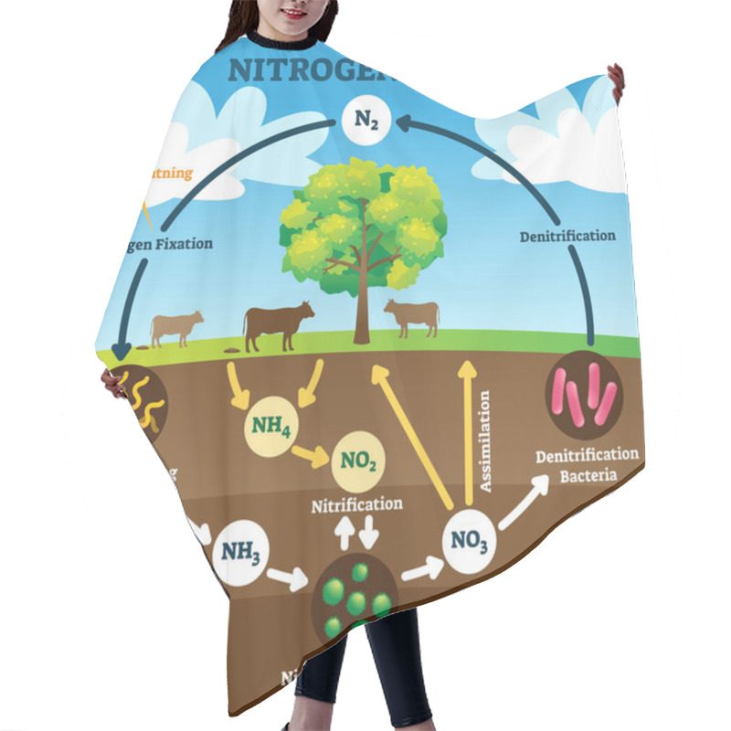 Personality  Nitrogen Cycle Vector Illustration. Labeled N2 Biogeochemical Explanation. Hair Cutting Cape