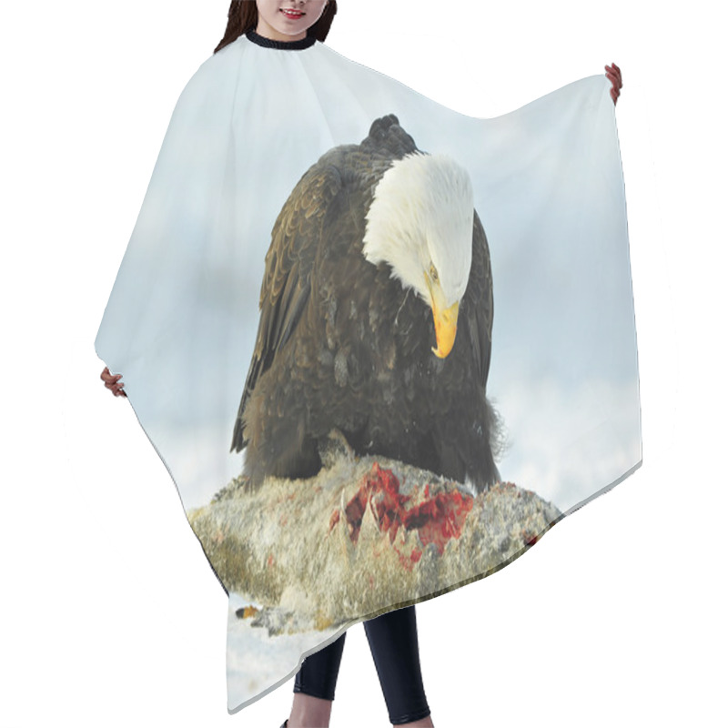 Personality  The Bald Eagle ( Haliaeetus Leucocephalus Hair Cutting Cape