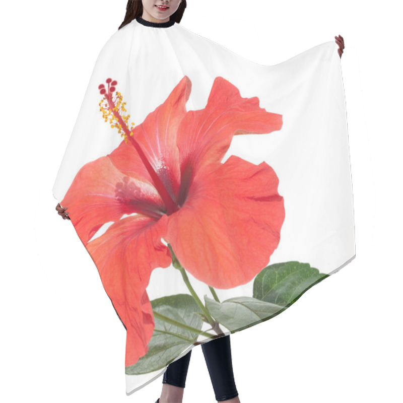 Personality  Hibiskus  Hibiscus Rosa-sinensis Hair Cutting Cape