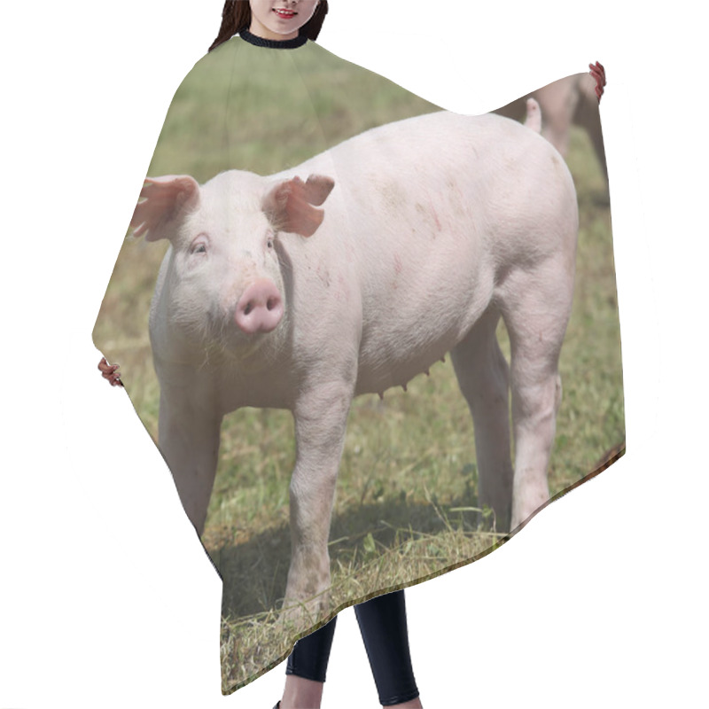 Personality  Piglet Graze Free On The Farm Summertime Hair Cutting Cape