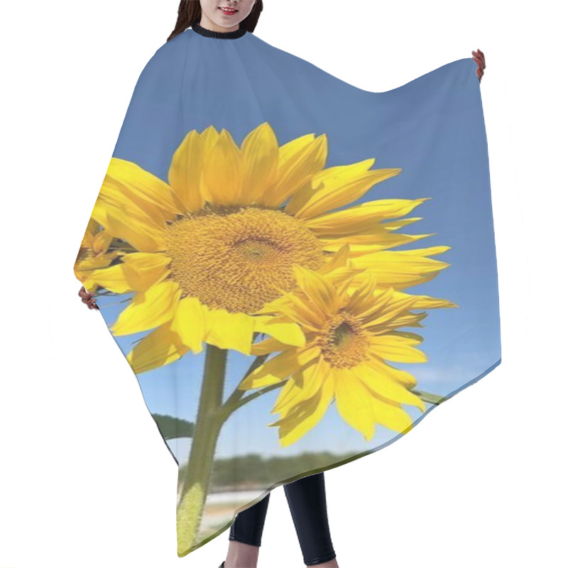 Personality  Vertical Screen :Sunflower Blooms Flourish In Vibrant Biofarm, Sustaining Thriving Ecosystem. Yellow Sunflower Petals Reflect Harmony Within Biofarm Environment, Supporting Balanced Ecosystem Life. Hair Cutting Cape