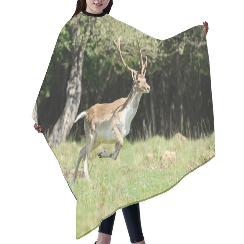 Personality  Roe Deer Hair Cutting Cape