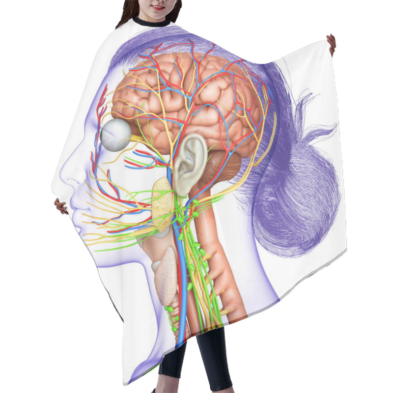 Personality  3d Rendered Medically Accurate Illustration Of A Female Brain Anatomy Hair Cutting Cape