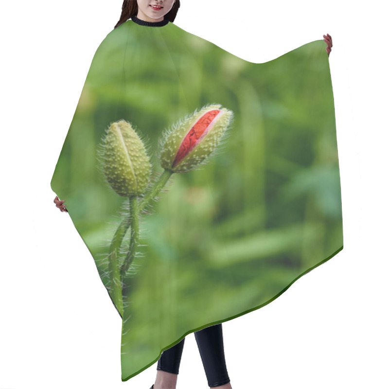 Personality  Poppy Flowers On Field In Warm Summer Day Hair Cutting Cape