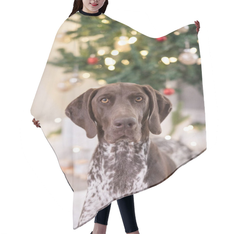 Personality  GSP Dog Looking Into The Camera In Front Of A Christmas Tree Hair Cutting Cape