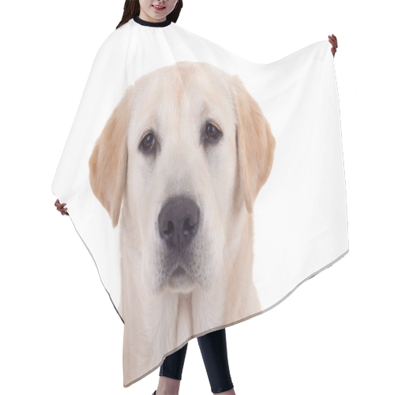 Personality  Golden Retriever Portrai Hair Cutting Cape