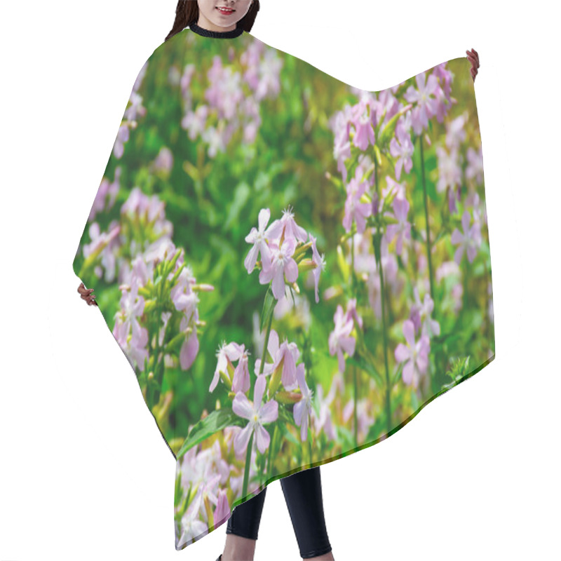 Personality  Botanical Collection Of Useful Plants, Blossom Of Saponaria Officialis Or Soapwort In Summer Hair Cutting Cape