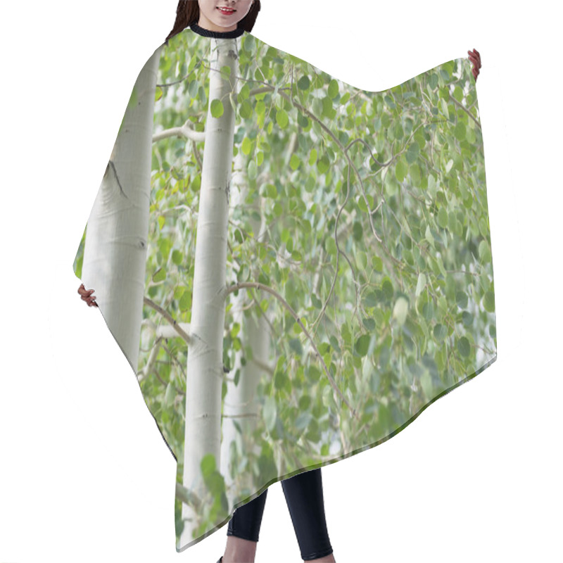 Personality  Green Foliage And White Trunks Of Quaking Aspen Trees Hair Cutting Cape