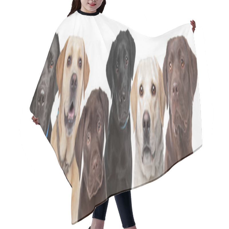 Personality  Six Labrador Dogs In A Row Hair Cutting Cape