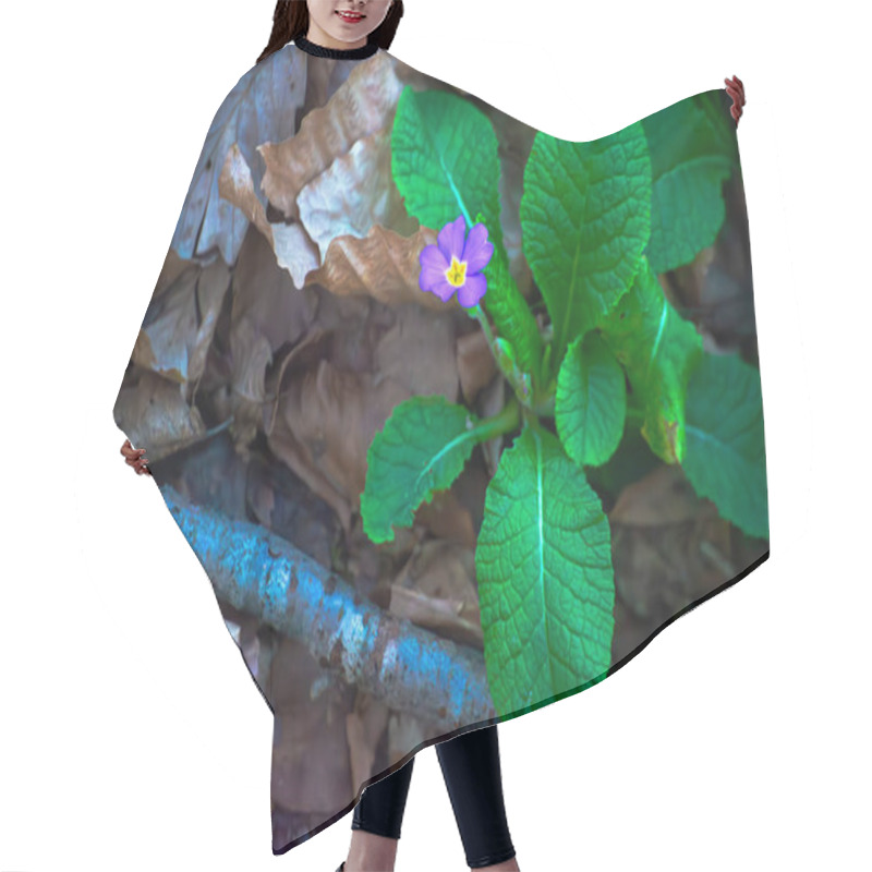 Personality  Discover The Vibrant Beauty Of A Purple Flower And Its Lush Green Leaves Adorning The Forest Ground In A Serene Woodland Scene. Hair Cutting Cape