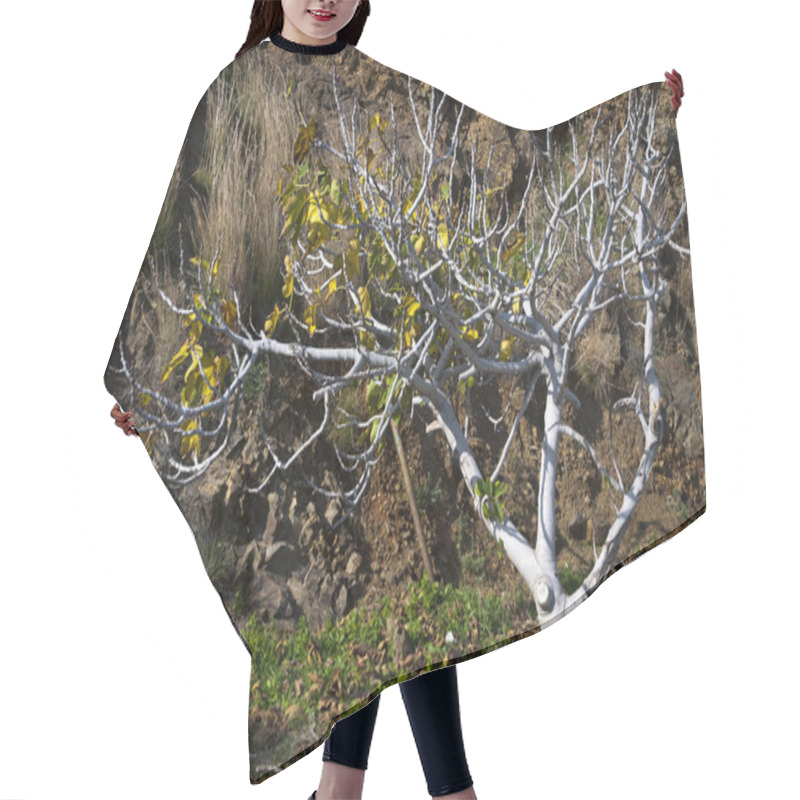 Personality  Fig Tree Hair Cutting Cape