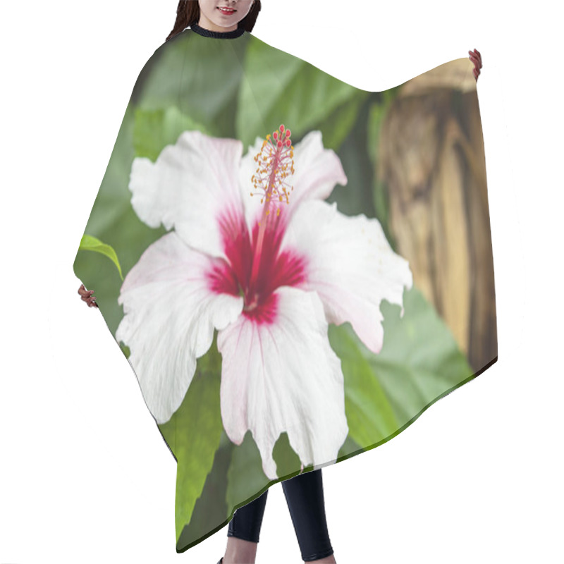 Personality  Close Up View Of Beautiful White Hibiscus Flower Hair Cutting Cape