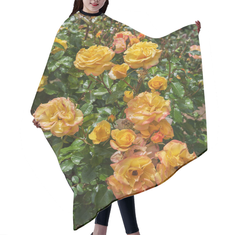 Personality  Rose Bright Smiles. Exquisite Varieties Of Roses In The Rose Garden Hair Cutting Cape