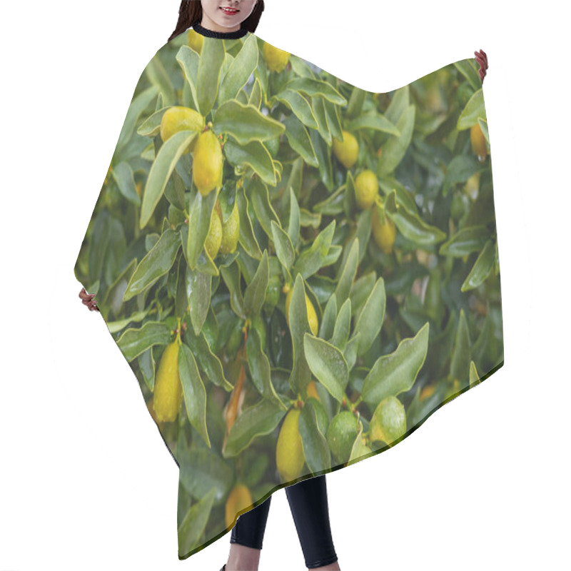 Personality  Kumquat Treee. Bright Green Leaves Surround Small Citrus Fruits, Varying In Ripeness. Sunlight Filters Through The Foliage, Creating A Vibrant, Refreshing Atmosphere In A Garden. Hair Cutting Cape