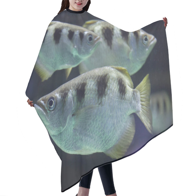 Personality  Banded Archerfishes (Toxotes Jaculatrix) Hair Cutting Cape