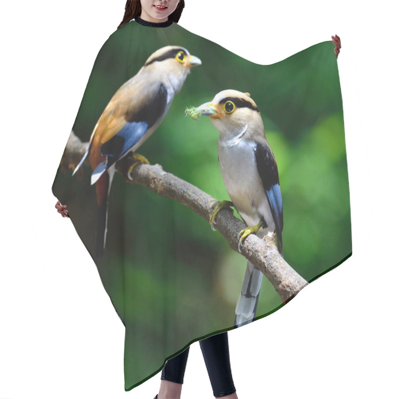 Personality  Pair Of Silver-breasted Broadbill, Serilphus Lunatus, Posting On The Branch With Great Details, Bird Hair Cutting Cape