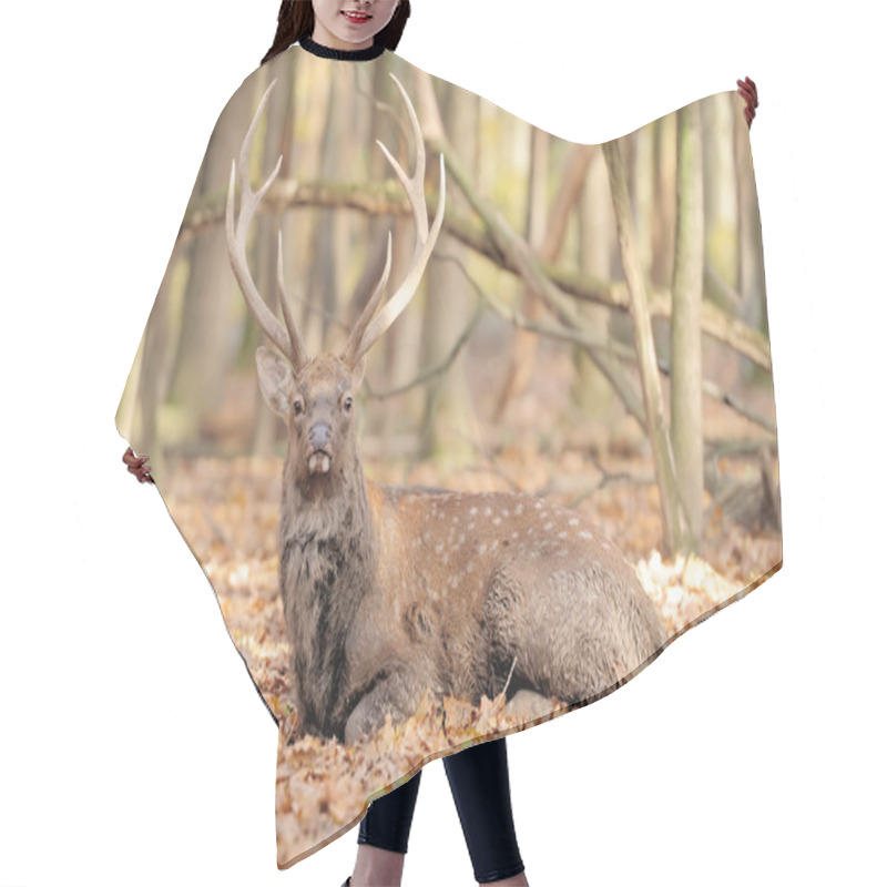 Personality  Deer In Autumn Forest Hair Cutting Cape