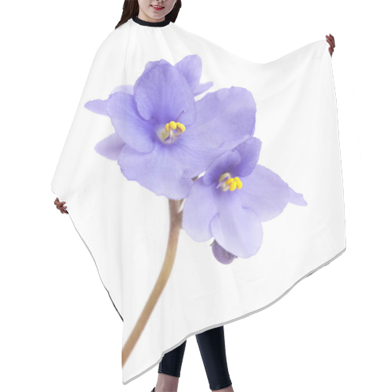 Personality  Beautiful Blue African Violet Isolated On White Background Hair Cutting Cape