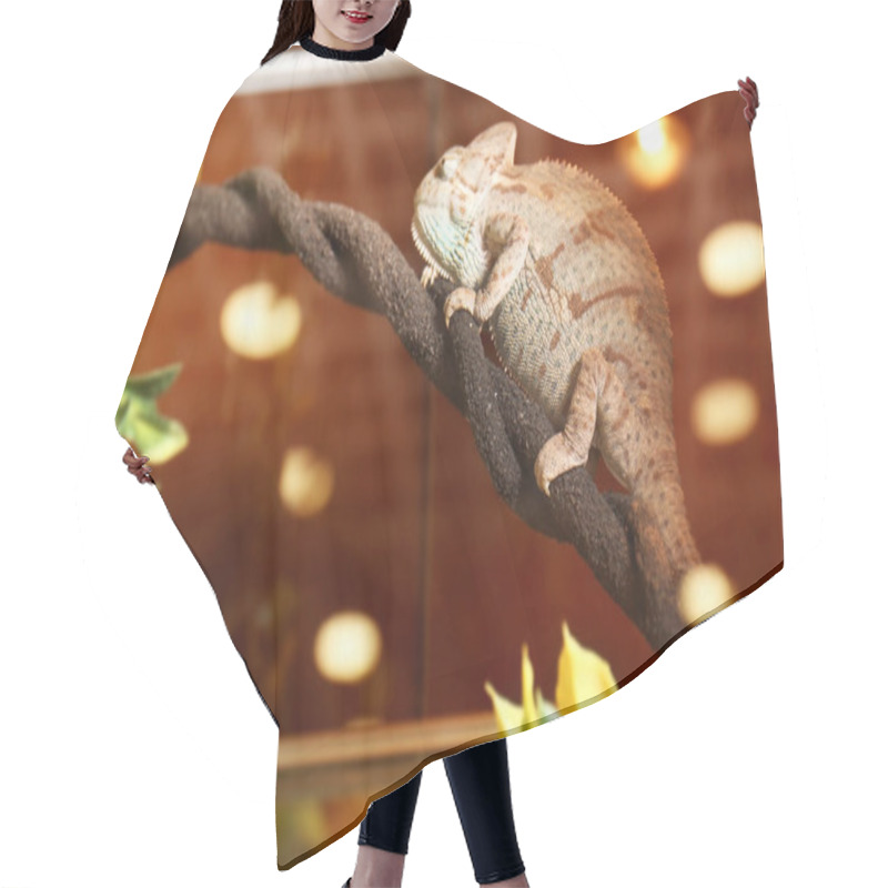 Personality  Beautiful Yemen Chameleon Hair Cutting Cape