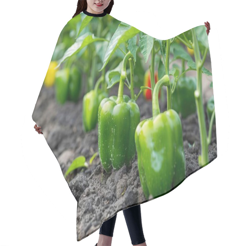 Personality  Green Bell Peppers Growing On Lush Plants In A Garden, Showcasing Vibrant Colors And Healthy Foliage. Hair Cutting Cape