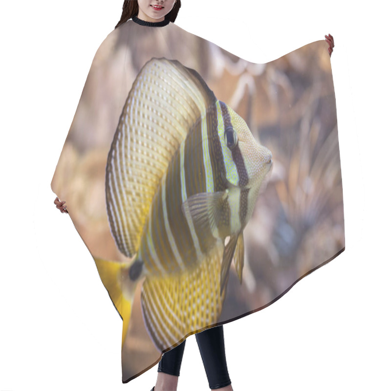 Personality  Sailfin Tang In Aquarium Hair Cutting Cape