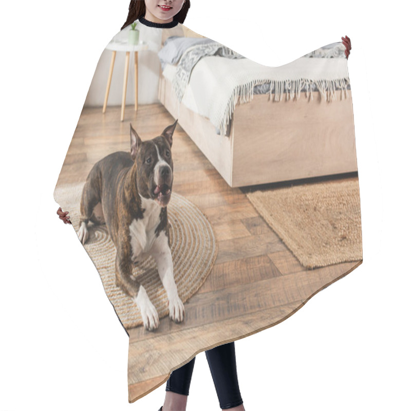 Personality  American Staffordshire Terrier Lying On Round Rattan Carpet In Bedroom Hair Cutting Cape