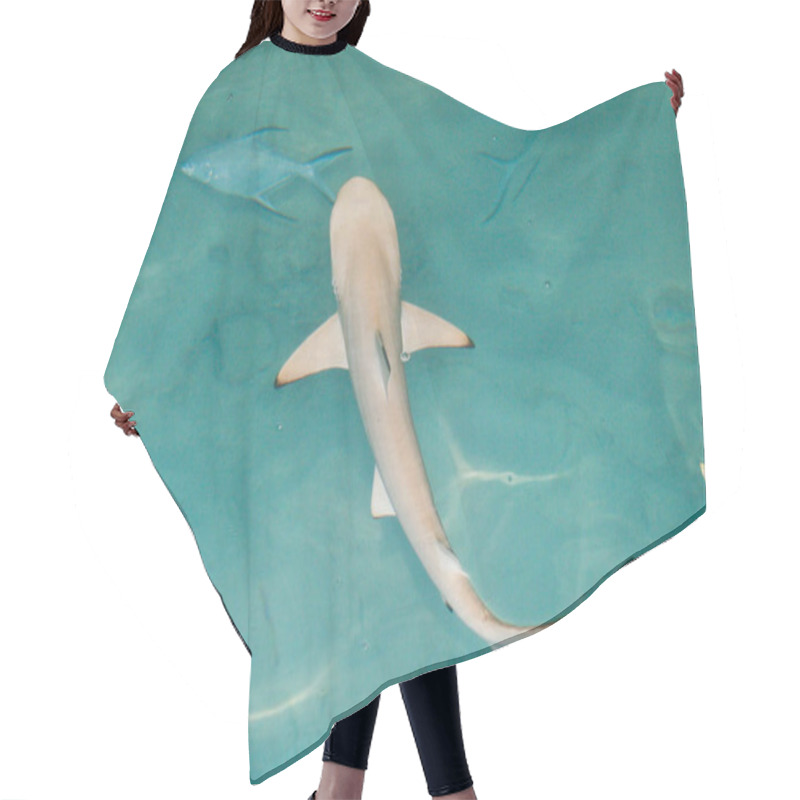 Personality  Marine Life, Shark Fish  Hair Cutting Cape