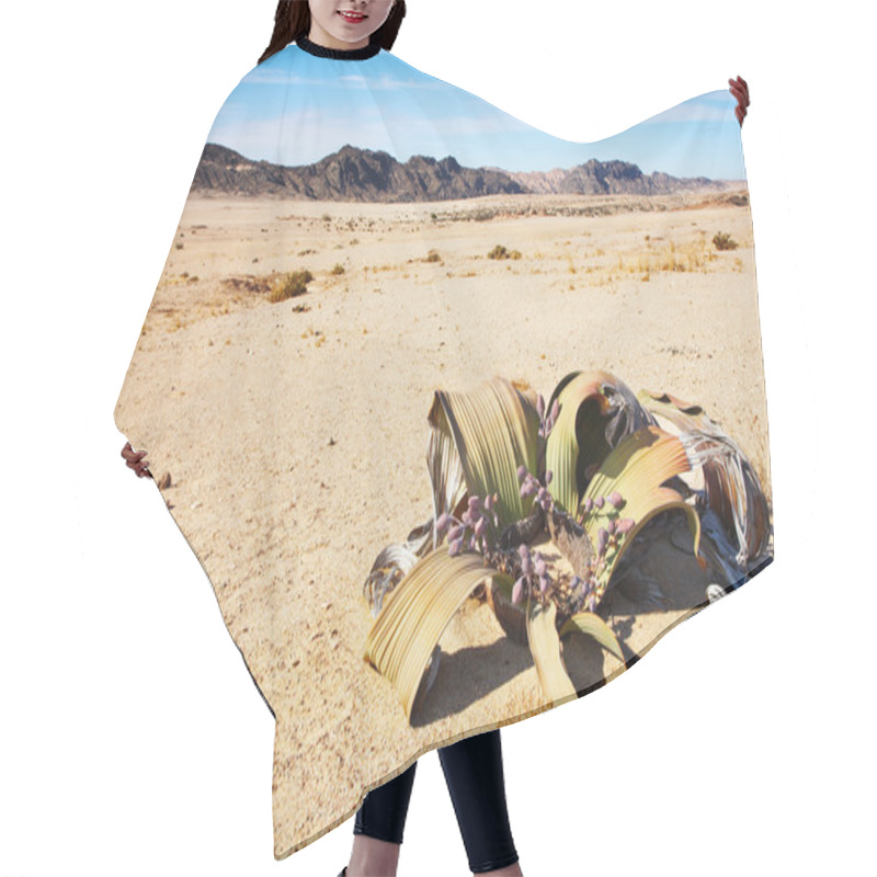 Personality  Welwitschia Mirabilis In Namib Desert Hair Cutting Cape