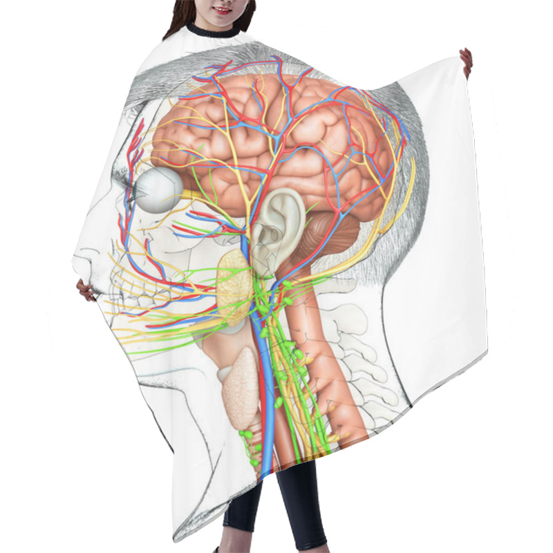 Personality  3d Rendering Medical Illustration Of Male Interior Brain  Anatomy  Hair Cutting Cape