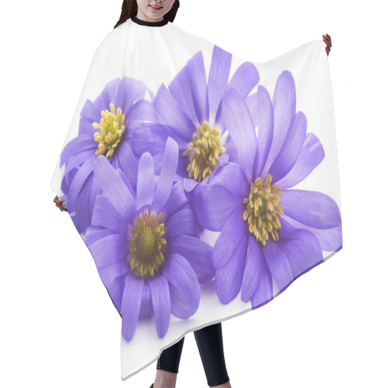 Personality  Anemone Blanda Blue Shades Or Grecian Windflowers Over White Hair Cutting Cape