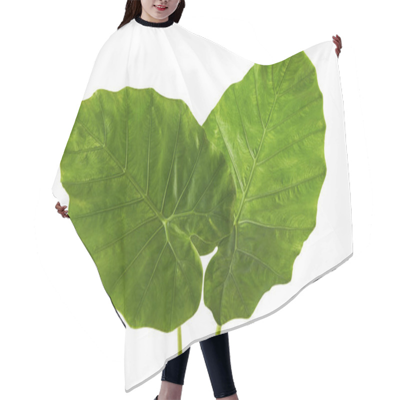 Personality  Colocasia Leaf, Large Green Foliage (also Called Night-scented Lily Or Giant Upright Elephant Ear)  Isolated On White Background, With Clipping Path Hair Cutting Cape