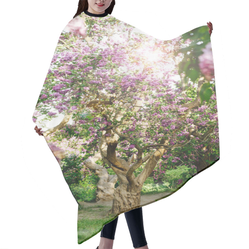 Personality  Beautiful Landscape With Old Lilac Tree Blossoming In The Garden. Lilac Bushes Under Bright Sun Rays Hair Cutting Cape