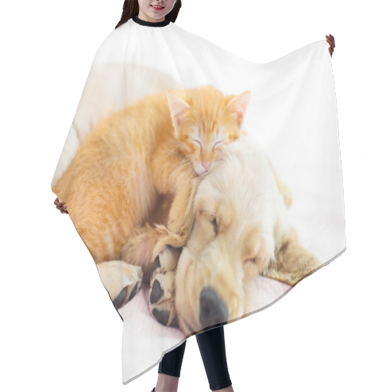 Personality  Cat And Dog Sleeping. Puppy And Kitten Sleep. Hair Cutting Cape