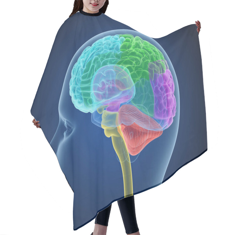 Personality  Xray Brain Anatomy With Inner Structure, Medically Accurate 3D Illustration Hair Cutting Cape