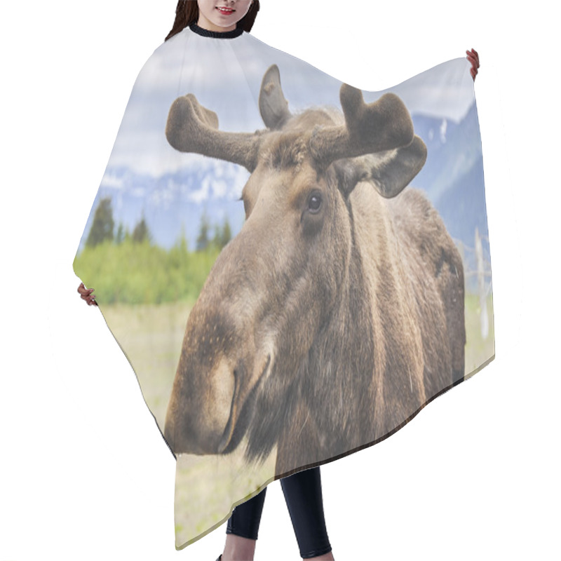 Personality  Moose In Alaska (USA) Hair Cutting Cape