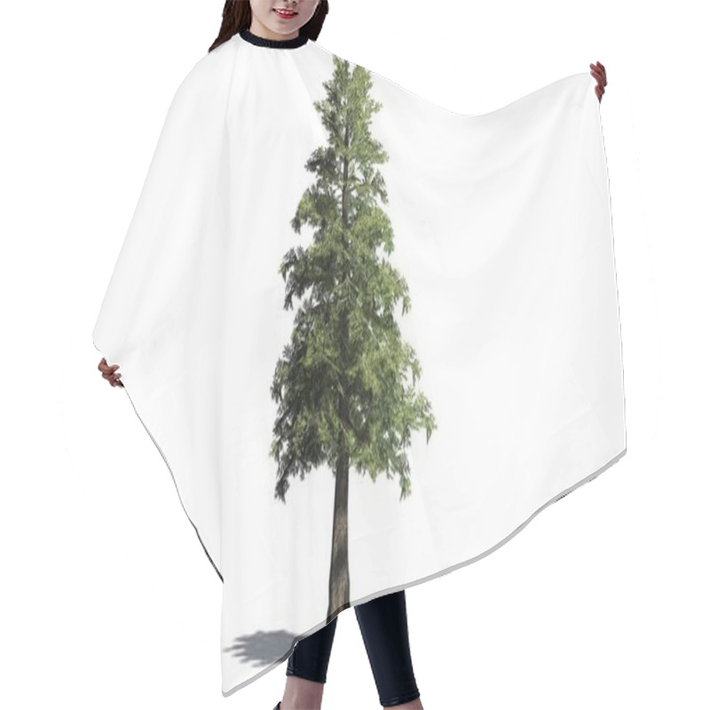 Personality  Western Red Cedar Tree With Shadow On The Floor - Isolated On White Background Hair Cutting Cape