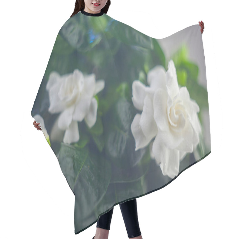 Personality  Beautiful White Flower Gardenia On  Green Background Hair Cutting Cape