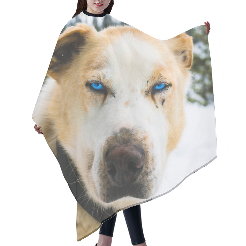 Personality  Close Up Of A Blue Eyed Alaskan Husky Sled Dog. Hair Cutting Cape