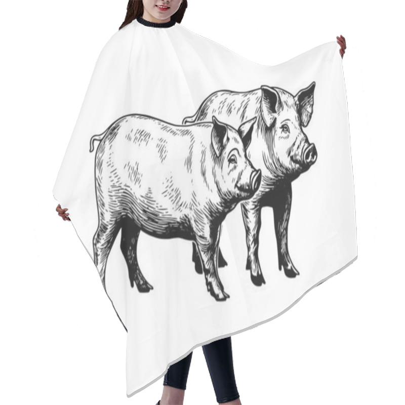 Personality  Vector Illustration Of Pig In Engraving Style, Hand Drawing Sketch Hair Cutting Cape