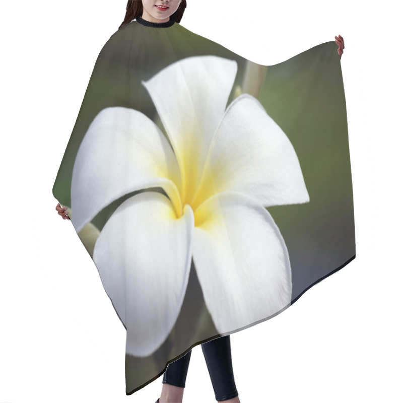 Personality  Paradise Frangipani. Flowers Of Borneo. Hair Cutting Cape