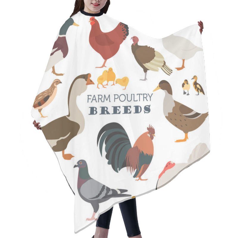 Personality  Poultry Farming. Chicken, Duck, Goose, Turkey, Pigeon, Quail Ico Hair Cutting Cape