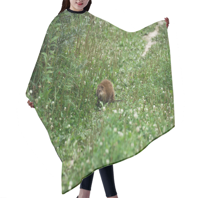 Personality  Selective Focus Of Brown Ondatra In Green Meadow Hair Cutting Cape