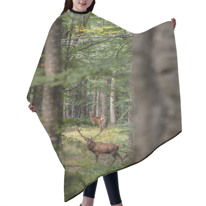 Personality  Majestic Red Deer, Cervus Elaphus, Standing In The Forest. Hair Cutting Cape