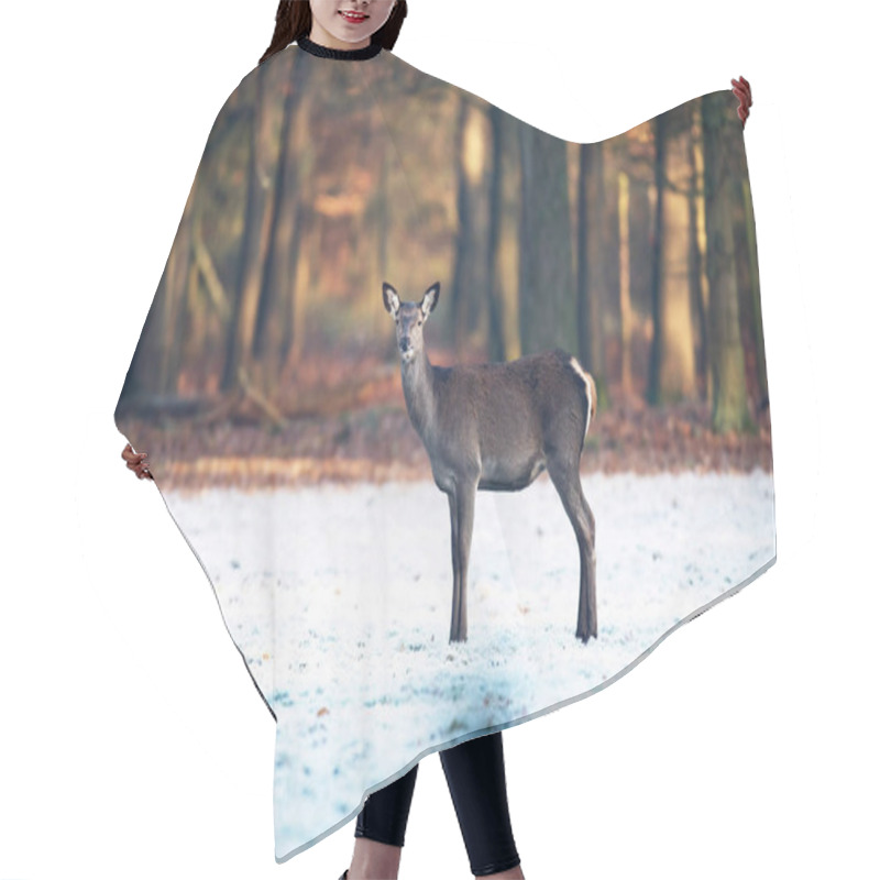 Personality  Female Red Deer Standing  Hair Cutting Cape