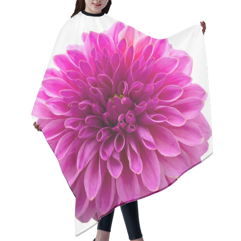 Personality  Purple Autumn Dahlias On White Background. Copy Space. Isolated On White Hair Cutting Cape