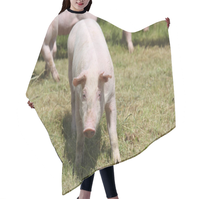 Personality  Little Pigs Piglets Graze Free On The Farm Summertime Hair Cutting Cape