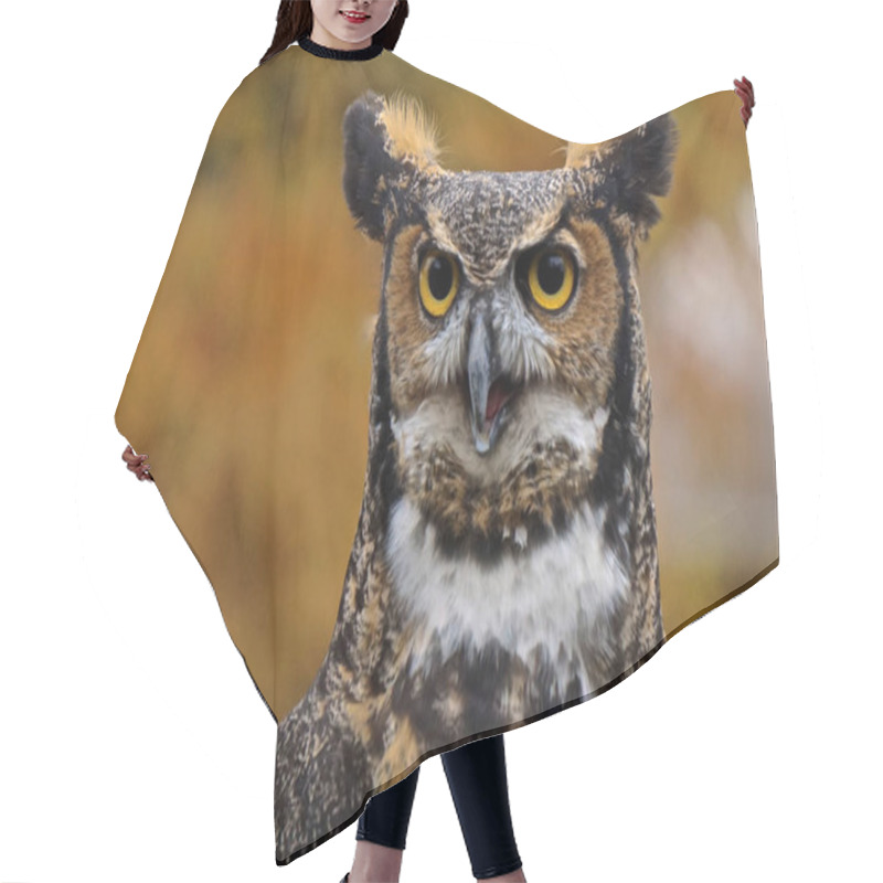 Personality  Great Horned Owl (Bubo Virginianus). Hair Cutting Cape