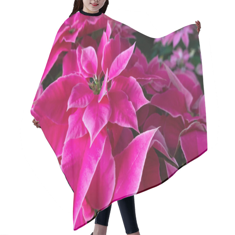 Personality  Group Of Pink Poinsettia Flowers At Home Hair Cutting Cape