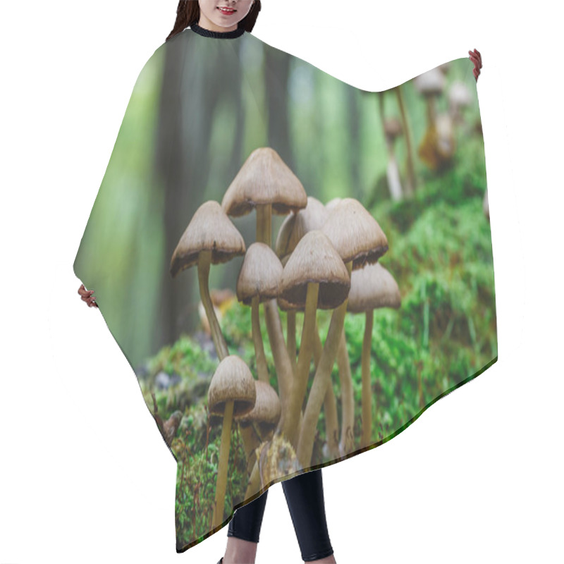 Personality  Mushrooms False Honey Fungus On A Stump In A Beautiful Autumn Forest.group Fungus In Autumn Forest With Leaves.Wild Mushroom On The Spruce Stump. Autumn Time In The Forest. Hair Cutting Cape